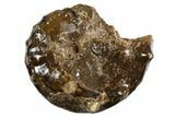 Ammonite (Mammites) Fossil - Goulmima, Morocco #339355-1